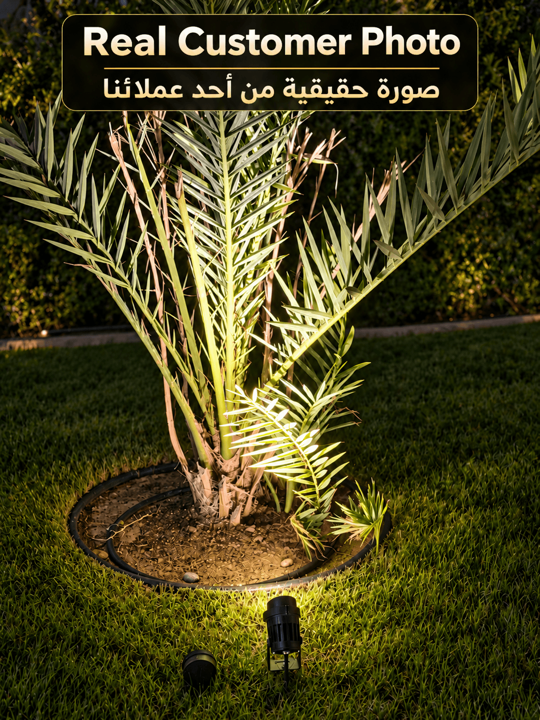 Real customer photo of a Garden Stake Light illuminating a palm plant at night in an outdoor garden in Kuwa